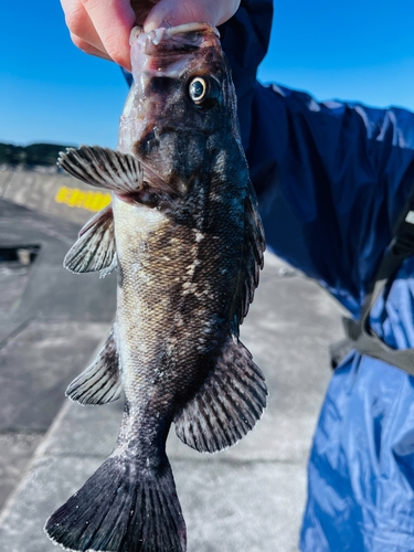 クロソイの釣果