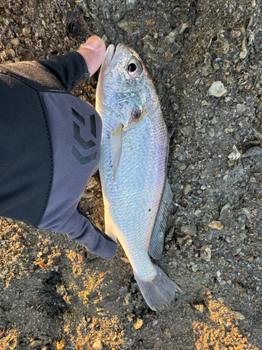 シロギスの釣果