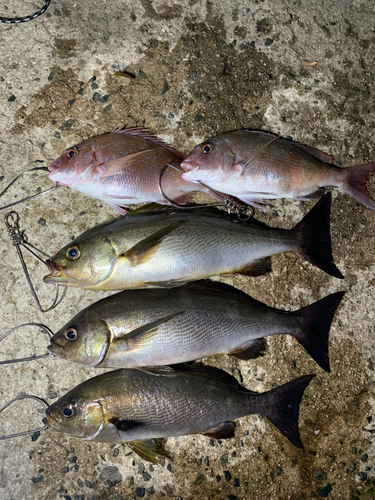 イサキの釣果