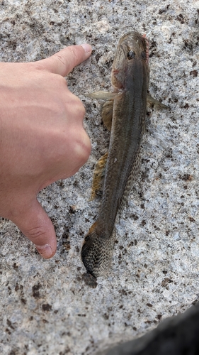 ハゼの釣果