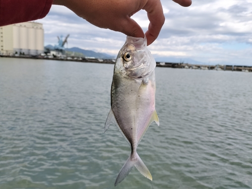 ギンガメアジの釣果