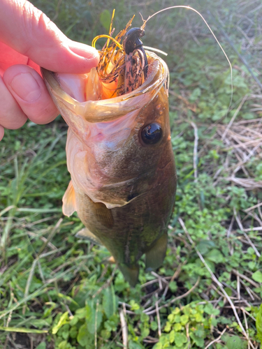 ラージマウスバスの釣果