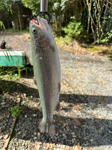 ニジマスの釣果