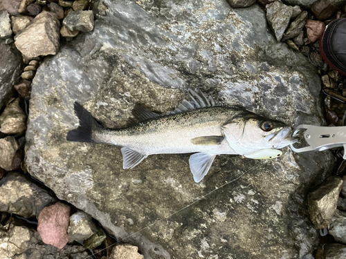 セイゴ（マルスズキ）の釣果