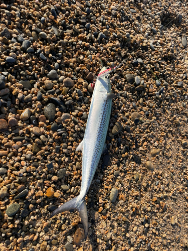 サゴシの釣果