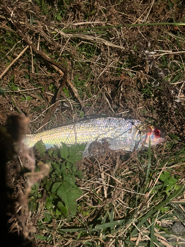 コノシロの釣果