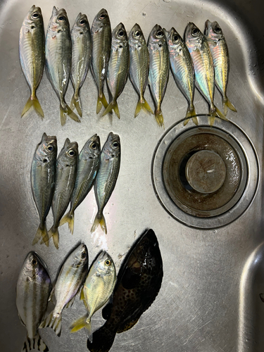 アジの釣果