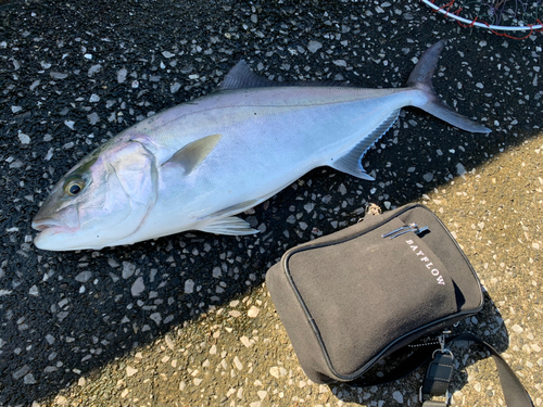 カンパチの釣果