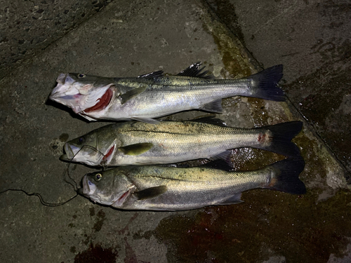 シーバスの釣果