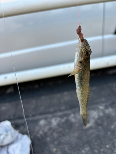 ハゼの釣果