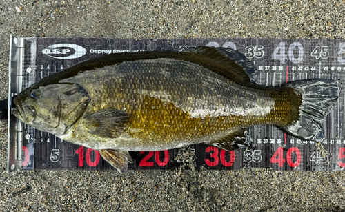 スモールマウスバスの釣果