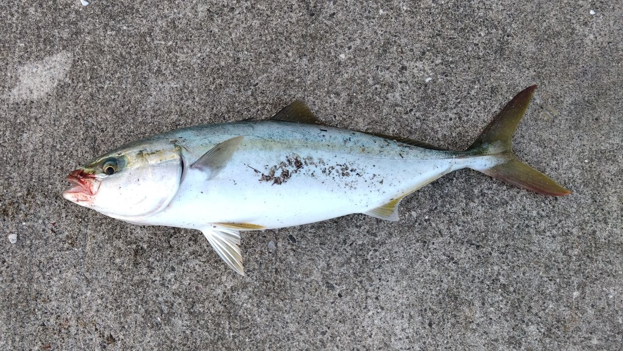 ハマチ