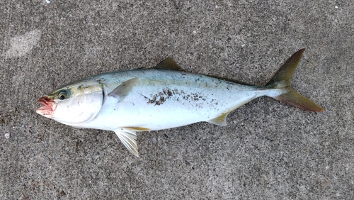 ハマチの釣果