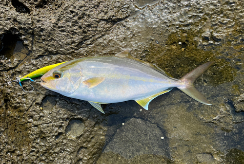 ネリゴの釣果