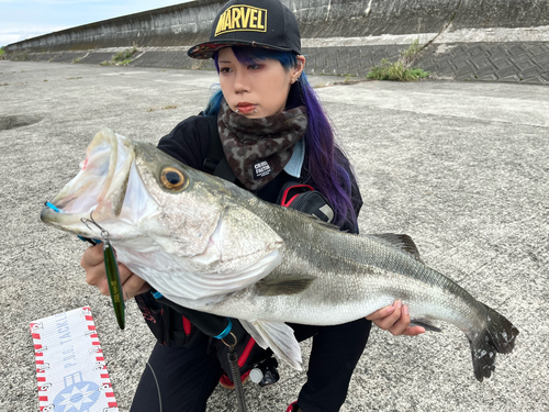 シーバスの釣果