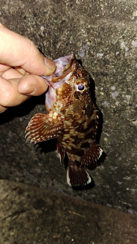 カサゴの釣果