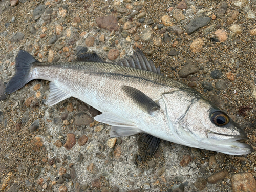 秋田港