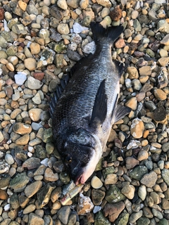 クロダイの釣果