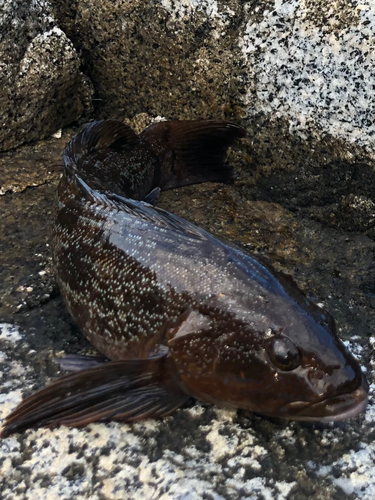 アイナメの釣果