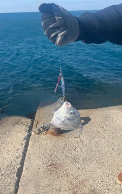 イトヒキアジの釣果