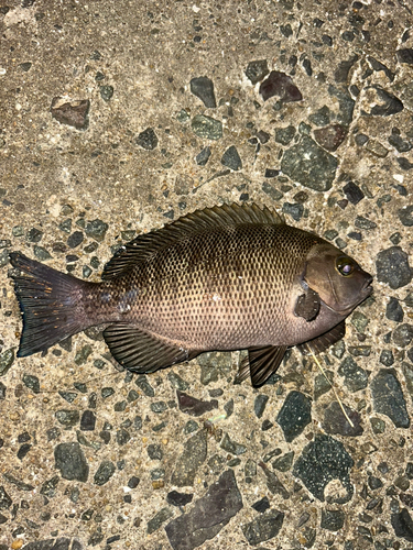 クロの釣果