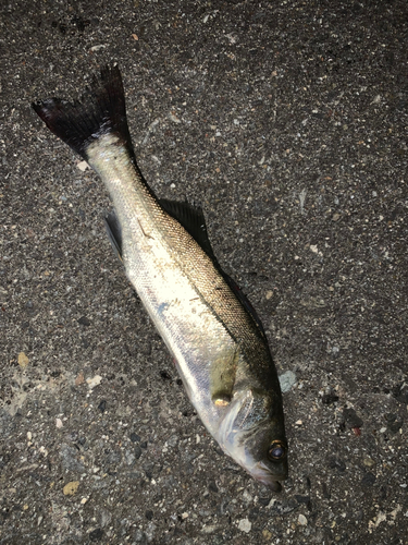 伊勢湾湾奥