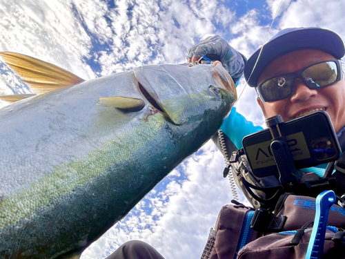 ヤズの釣果