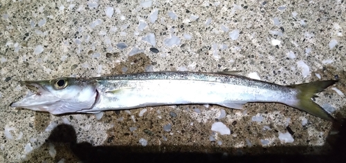 カマスの釣果