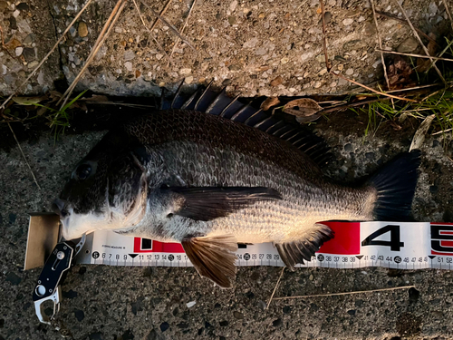 クロダイの釣果