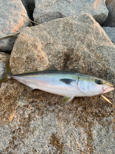 ハマチの釣果