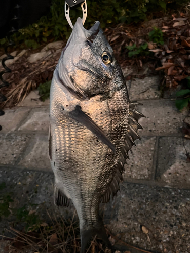 チヌの釣果