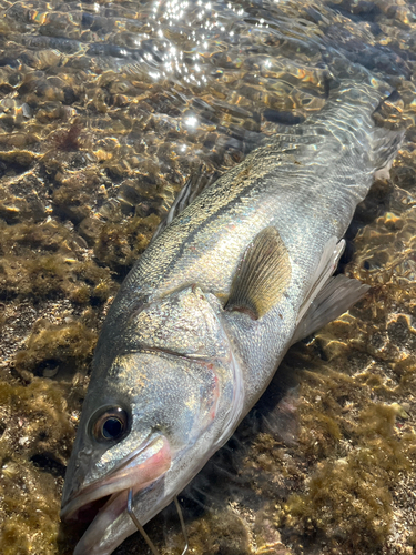 マルスズキの釣果