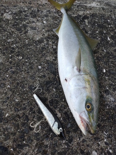 ハマチの釣果