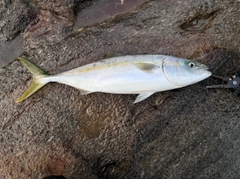 イナダの釣果