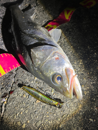 シーバスの釣果