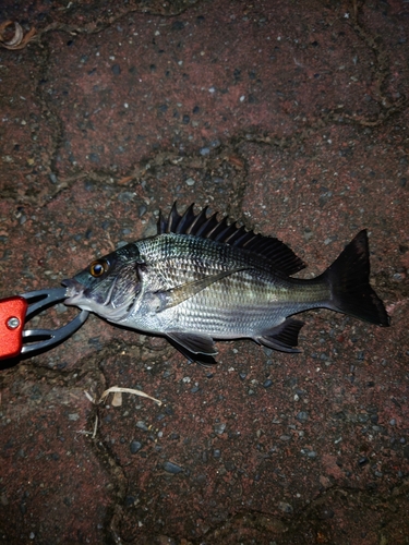 駿河湾