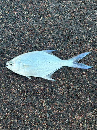 コバンアジの釣果