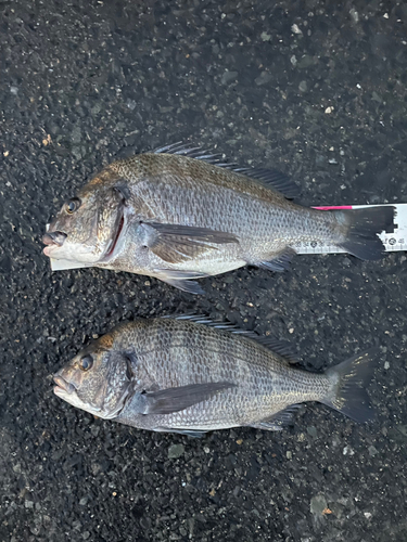 クロダイの釣果