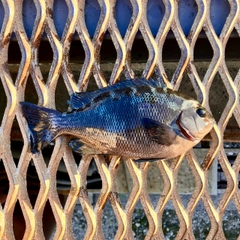 メジナの釣果