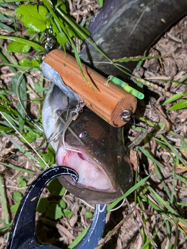 ナマズの釣果