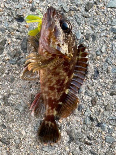 カサゴの釣果