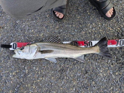 セイゴ（マルスズキ）の釣果