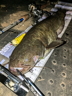 ナマズの釣果