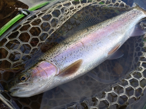 ニジマスの釣果