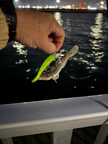 ハゼの釣果