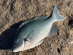 オナガグレの釣果