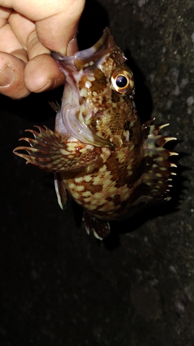 カサゴの釣果