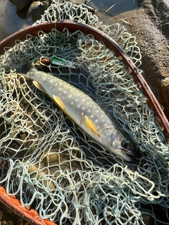 イワナの釣果