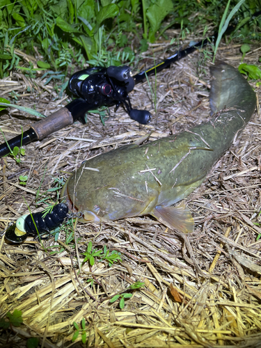 ナマズの釣果