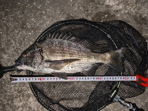 クロダイの釣果